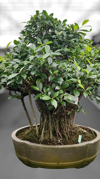 <h4>Ficus retusa, pot 49cm. Height 80cm.( single item)</h4>