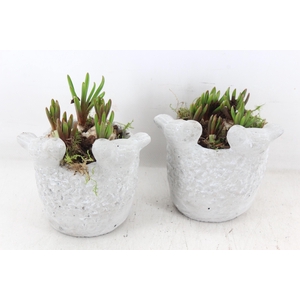 arr4 Muscari JS - Vogelpotje x6