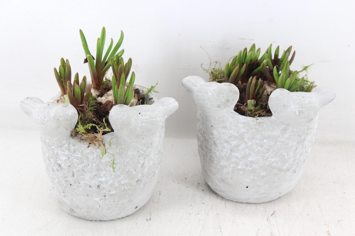 <h4>arr4 Muscari JS - Vogelpotje x6</h4>