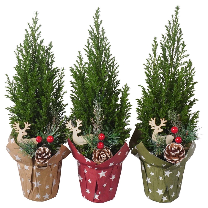 <h4>PTK25117 Ellwoodii in papieren potcover mix met decoratie</h4>