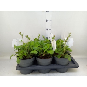 Geum  'Scarlet Tempest'