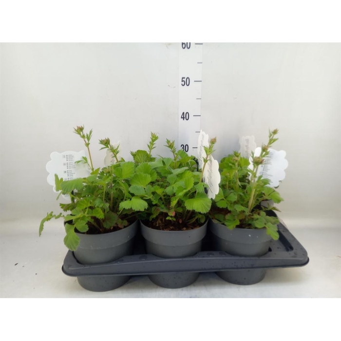 <h4>Geum 'Scarlet Tempest'</h4>