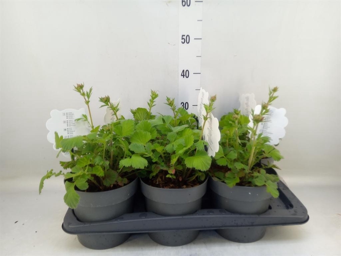 <h4>Geum  'Scarlet Tempest'</h4>