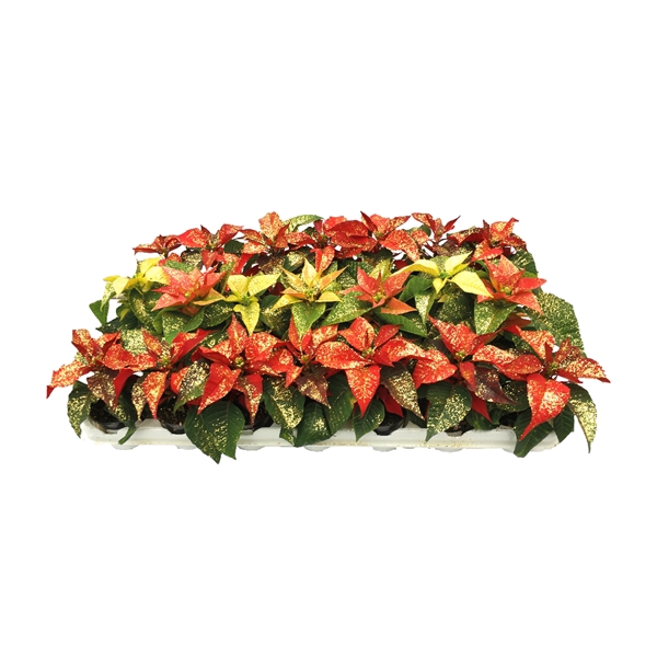 <h4>Euphorbia mix tray met glitter goud</h4>