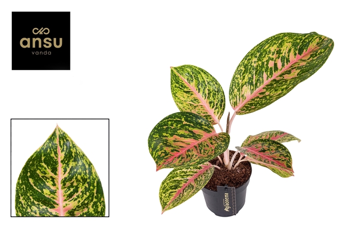 <h4>Aglaonema Spring Red</h4>