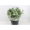 Euca Cinerea Short 150gr P Bunch