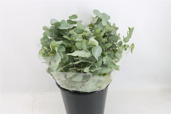 <h4>Euca Cinerea Short 150gr P Bunch</h4>