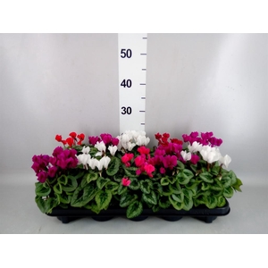 Cyclamen KL 'Picasso'