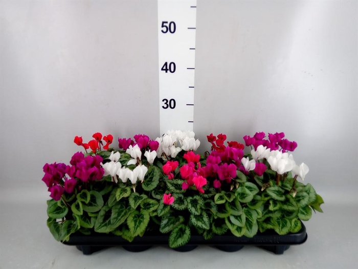 <h4>Cyclamen KL 'Picasso'</h4>