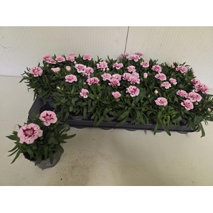 DIAN OSC PURPLE STAR