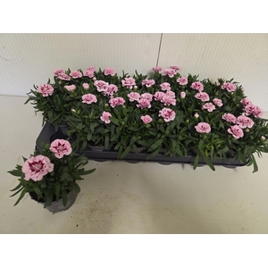 DIAN OSC PURPLE STAR