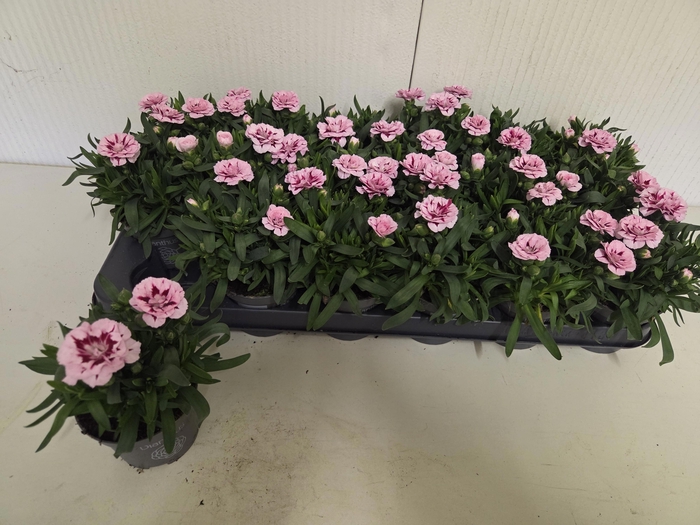 <h4>DIAN OSC PURPLE STAR</h4>