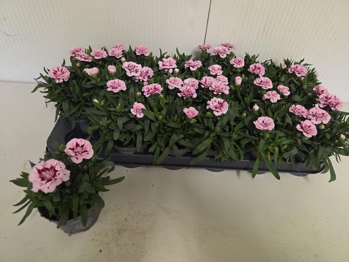 <h4>DIAN OSC PURPLE STAR</h4>