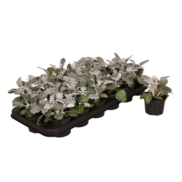 <h4>Senecio maritima p9</h4>