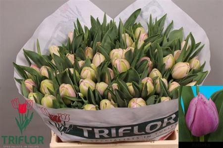 <h4>Tu Du Katinka</h4>