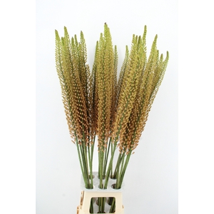 EREMURUS RUMBA