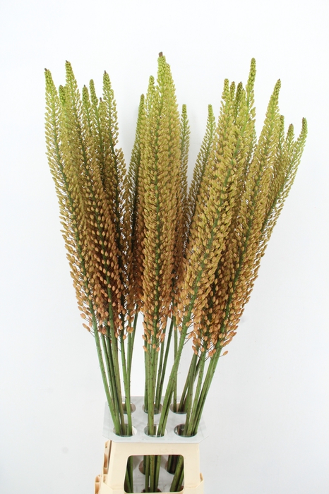 <h4>EREMURUS RUMBA</h4>