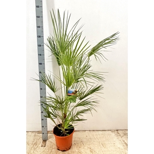 CHAM HUMILIS