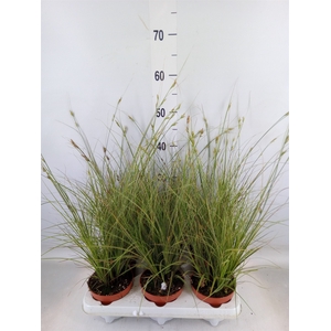 Carex brunnea 'Jubilo'