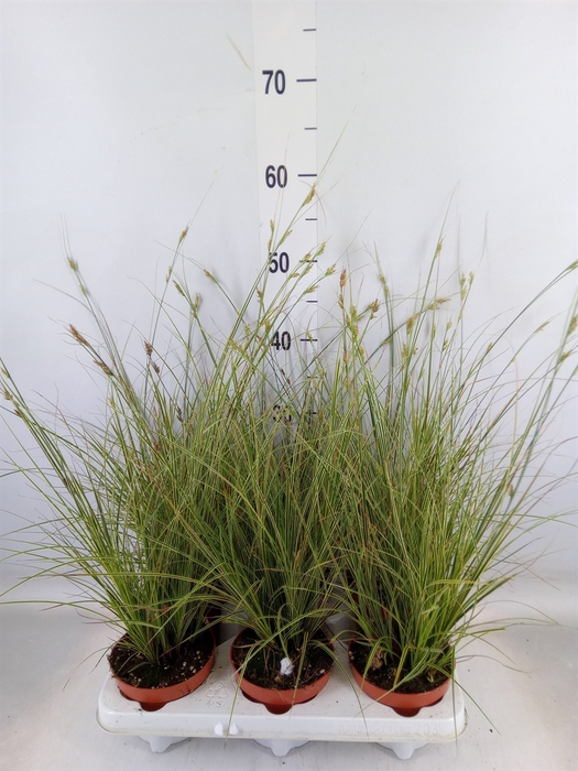 <h4>Carex brunnea 'Jubilo'</h4>