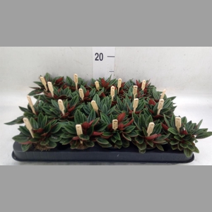 Peperomia caperata 'Rosso'