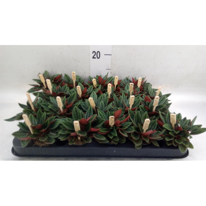 <h4>Peperomia caperata 'Rosso'</h4>