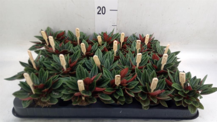 <h4>Peperomia caperata 'Rosso'</h4>