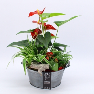 ANCR-2343 Anthurium creatie