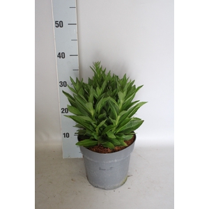 vaste planten 19 cm  Helenium Short 'n' Sassy
