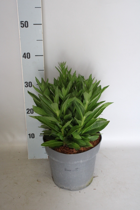 <h4>vaste planten 19 cm  Helenium Short 'n' Sassy</h4>