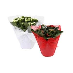 Kalan Gev Rood & Wit 2kl Hoes Gifts X-mas