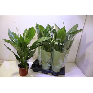 arr8 Spath Bingo Cupido