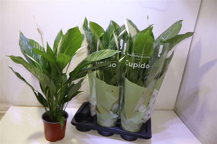 <h4>arr8 Spath Bingo Cupido</h4>