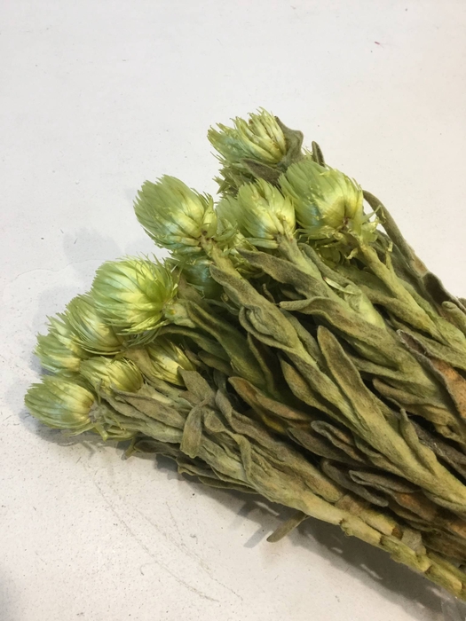DRIED FLOWERS - KAAPS GROOT ANGEL GROEN