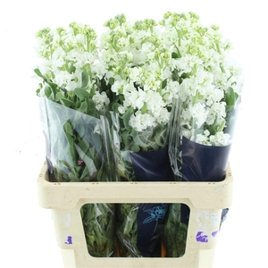 Matth Iron White