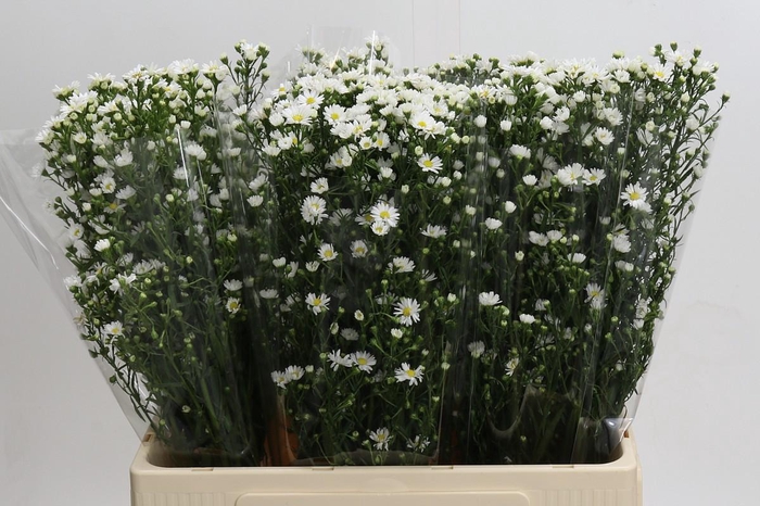 <h4>Aster Paquita</h4>