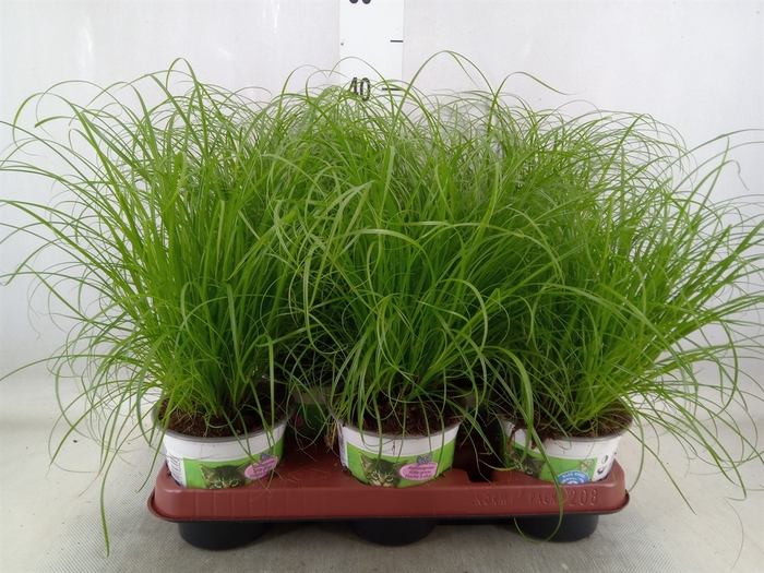 <h4>Cyperus alternifolius 'Zumula'</h4>