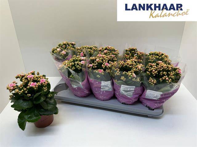 <h4>KAL GE PERFECTA PINK</h4>