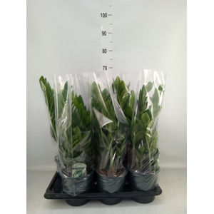 Zamioculcas zamiifolia