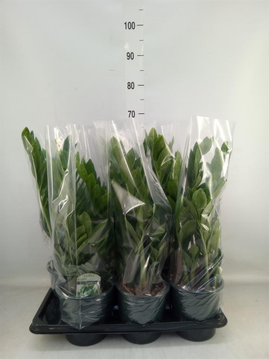 <h4>Zamioculcas zamiifolia</h4>