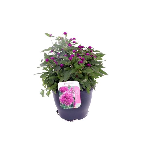 <h4>Gomphrena globosa Holly Violet</h4>