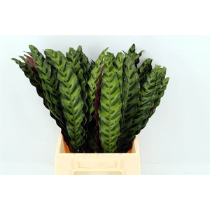 Calathea Insignes