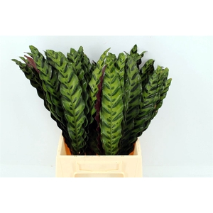 Calathea Inignes