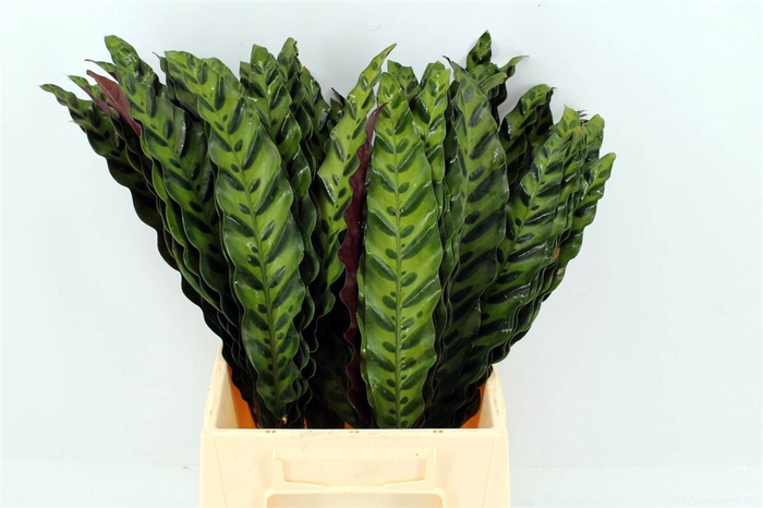 <h4>Calathea Inignes</h4>