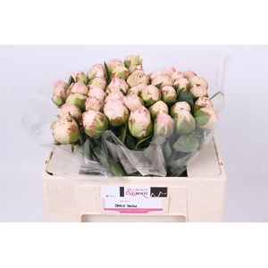Paeonia Omeo Snow | Heavy Quality