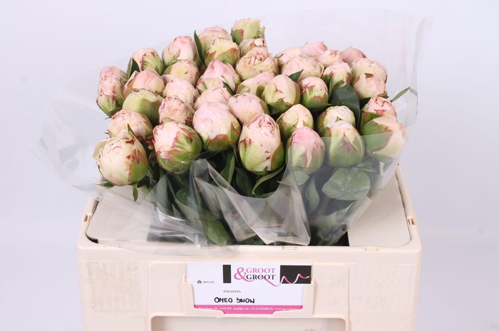 <h4>Paeonia Omeo Snow | Heavy Quality</h4>