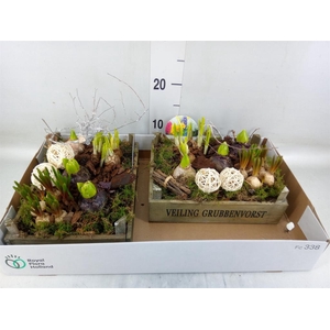 Arr.   Bol/Knolgewas L%