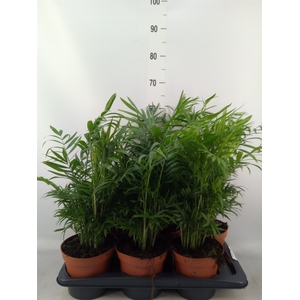 Chamaedorea elegans