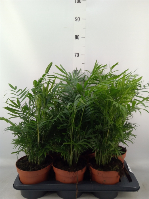<h4>Chamaedorea elegans</h4>