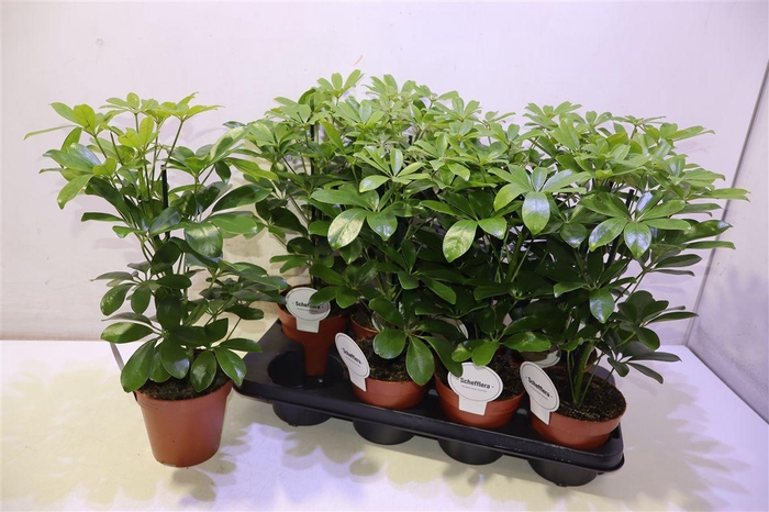 <h4>Schef Ar Nora</h4>